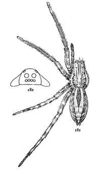 Figs. 181, 182. Lycosa
communis.&mdash;181,
female enlarged
three times.
182, front of head
showing eyes.