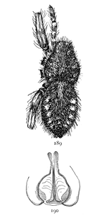 Figs. 189, 190. Pardosa
greenlandica.&mdash;189,
female enlarged four
times. 190, epigynum.