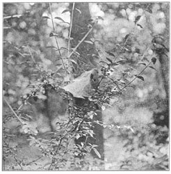 Fig. 227. Web of Agalena n&aelig;via in a plant
of golden-rod two feet above the ground,
showing upper threads. One-fourth the real size.