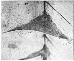 Fig. 230. Web of Tegenaria derhamii in corner
of cellar.