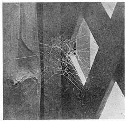 Fig. 256. Web of young Theridium tepidariorum in a corner of a trellis. A little less than
the real size. The spider stood in the close part near the middle.