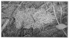 Fig. 359. Web of Erigone dentigera among stems of grass close to the ground.
About the real size.