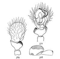 Figs. 368, 369, 370. Ceratinella l&aelig;tabilis.&mdash;368,
outline of side of female enlarged
sixteen times. 369, 370, end of
male palpus.