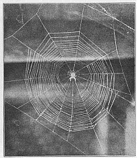 Fig. 380. Finished web of Epeira sclopetaria with unusually small number of rays. The
spider hangs in the center, head downward, in its customary position.