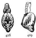 Figs. 428, 429. Cyclosa
conica.