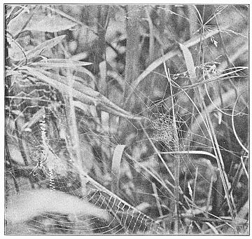 Fig. 452. Rudimentary web of male Argiope riparia of the natural size. Part of the web
of the female at the left shows the difference between the webs of the two sexes.