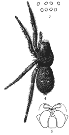 Figs. 3, 4, 5. Gnaphosa conspersa.&mdash;4,
female enlarged four times. 3, the eyes seen from in front. 5, the maxill&aelig;, labium, and ends
of the mandibles from below.