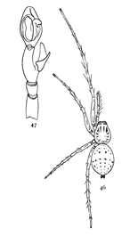 Figs. 46, 47. Anyph&aelig;na
saltabunda.&mdash;46, female enlarged six times. 47, palpus of male.