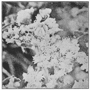 Fig. 75. Misumena aleatoria.&mdash;Natural size,
among flowers of thoroughwort, holding a fly
in her mouth.