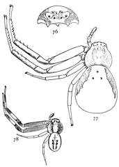 Figs. 76, 77, 78. Misumena
vatia.&mdash;76, head
and eyes seen from in
front. 77, female enlarged
four times.
78, male enlarged four
times.