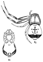Figs. 85, 86. Synema parvula.&mdash;Enlarged
eight times. 85, upper side. 86, under side.