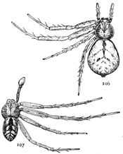 Figs. 106, 107. Philodromus lineatus.&mdash;106, female.
107, male. Both enlarged six times