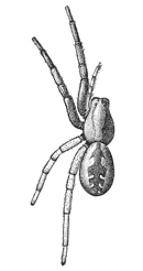 Fig. 173. Lycosa
nidifex.&mdash;Female
enlarged twice.