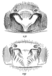 Figs. 236, 237. Two forms of epigynum
of Tegenaria medicinalis.