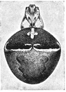 Fig. 392. Epeira corticaria.
Back
of female
enlarged
eight
times.