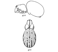 Figs. 411, 412. Epeira gibberosa,
enlarged eight times.&mdash;411,
back of female. 412,
side view to show humps on
the cephalothorax.