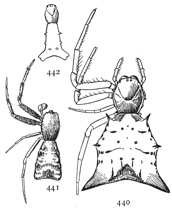 Figs. 440, 441, 442. Acrosoma spinea.&mdash;440
female.
441, male. 442,
young.