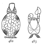 Figs. 482, 483. Dictyna
cruciata.&mdash;482, female
enlarged eight times.
483, cephalothorax and
palpi.
