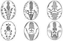 Fig. 487. Varieties of marking on the abdomen of
Dictyna muraria.