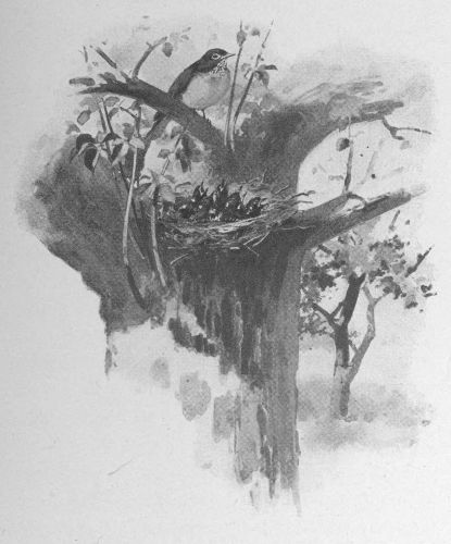 In the tree next to the chebec&sbquo;s was a brood of
robins. The crude nest was wedged carelessly into the lowest fork
of the tree, so that the cats and roving boys could help themselves
without trouble