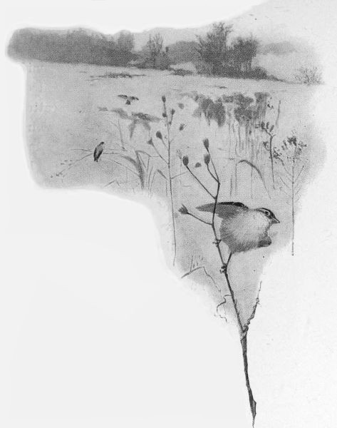 The cheerful little goldfinches, that bend the dried
ragweeds.