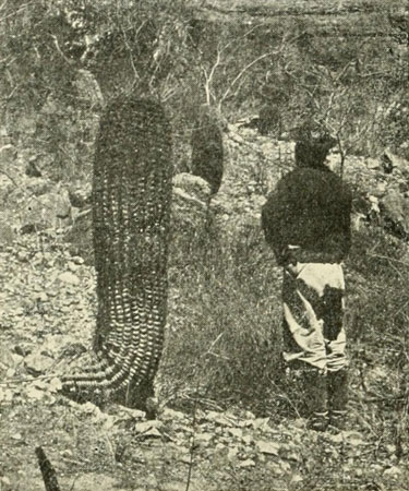 The Barrel Cactus
Compared with the Height of a Man.