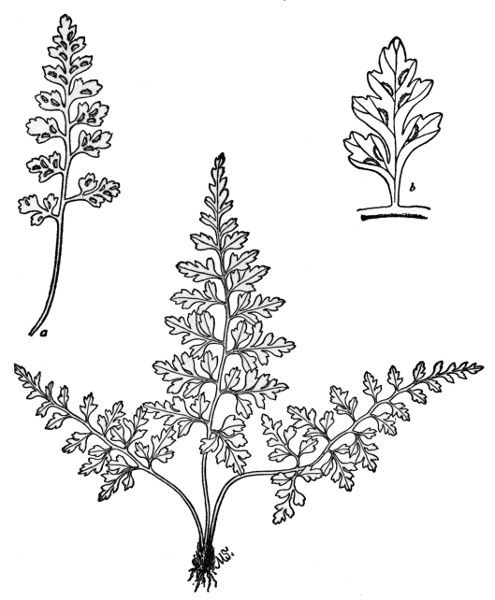 PLATE XVIII
MOUNTAIN SPLEENWORT