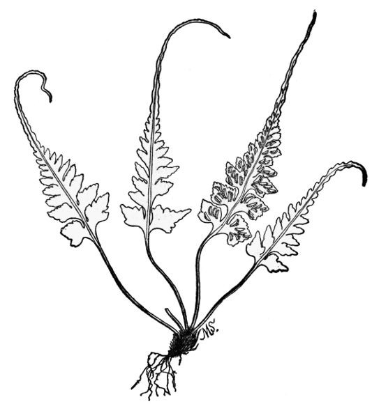 PLATE XXII
PINNATIFID SPLEENWORT