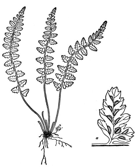 PLATE XXIII
BRADLEY'S SPLEENWORT