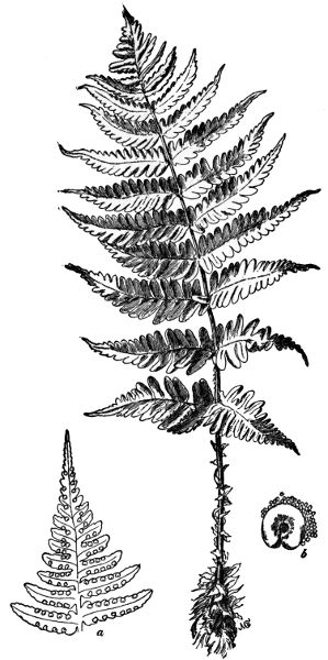 PLATE XXXII
EVERGREEN WOOD FERN