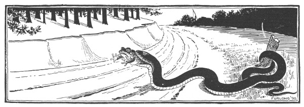 Fig. 120. Snakes frequently swallow toads hind legs foremost, as shown in the picture.
This is especially true of the garter snake, which is a great enemy of the toad.