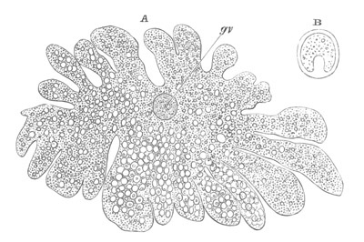 Ovum of Hydra in the am&oelig;boid state