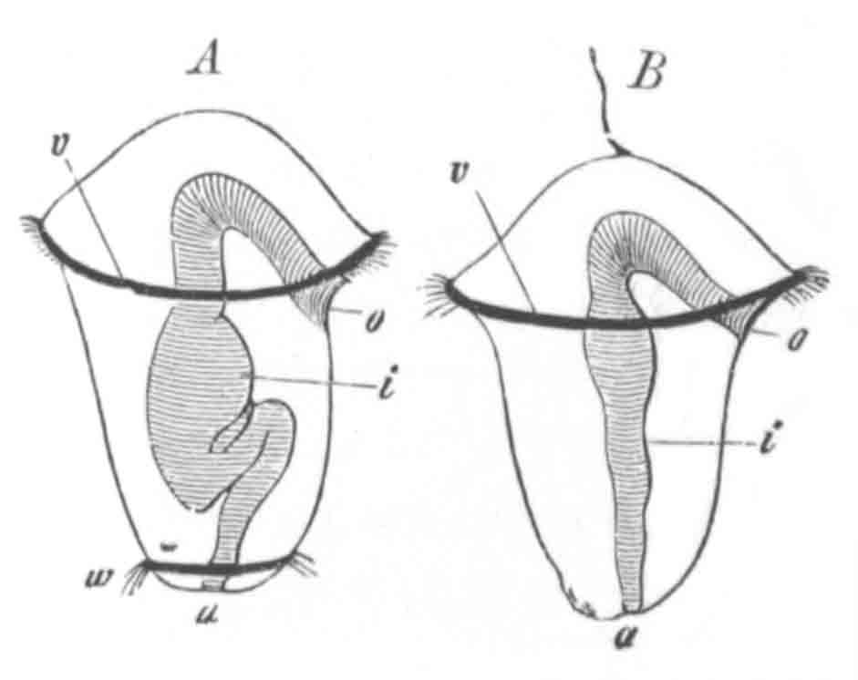 Two Ch�topod larv�