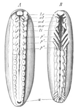 Development of Hydrophilus piceus