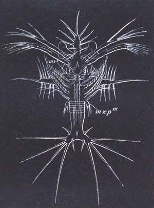 Protozo�a stage of Sergestes larva