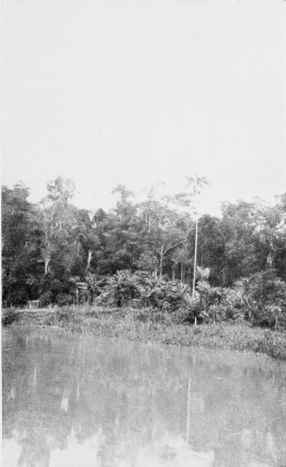 A TYPICAL RIVER BANK CLEARING.

[To face p. 108.