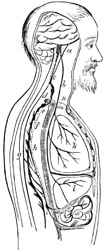 The course of the
		vaso-motor nerves of the liver