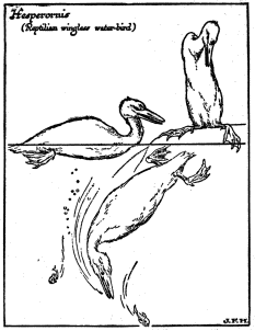 Hesperornis

(Reptilian wingless water-bird)