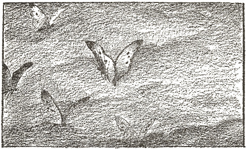 ...from which
next spring the Moths will come