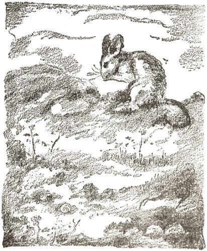  we often find the
Field-mouse sitting on a grass mattress