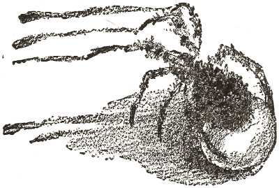 a Tarantula
  spinning on the ground a silk network