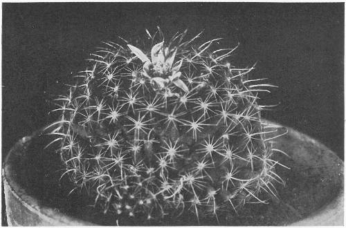 HORNED TOAD CACTUS (Mammillaria Main&aelig;)