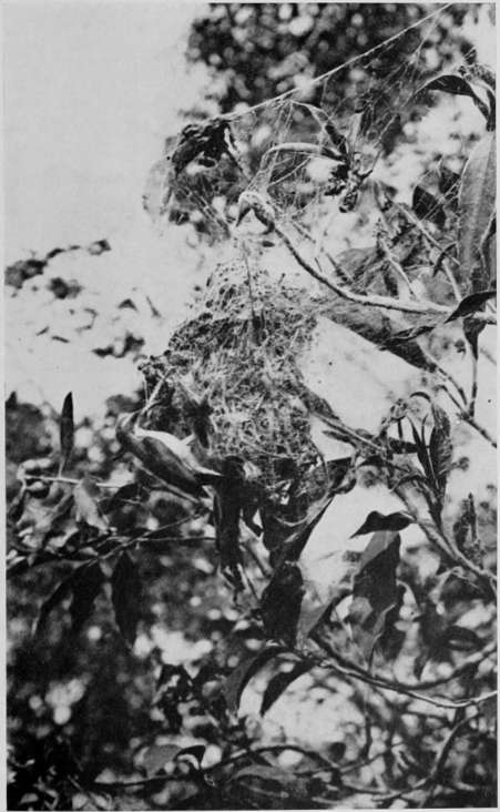 LOTEN&rsquo;S SUNBIRD (HEN) ABOUT TO ENTER NEST