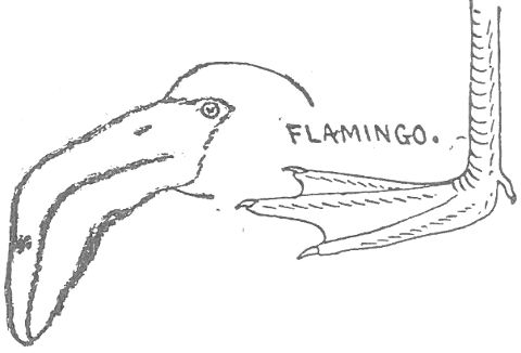 ORDER 6. FLAMINGOES. Odontogloss&aelig;.