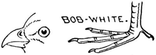 ORDER 10. FOWLS. Gallin&aelig;.
