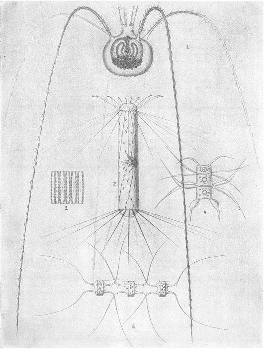 Oberfl�chen- und Tiefenplankton