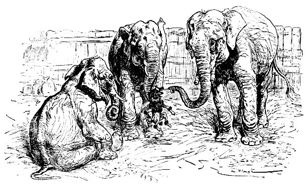 Elephants