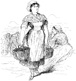 Vintager, C�te d&rsquo;Or
