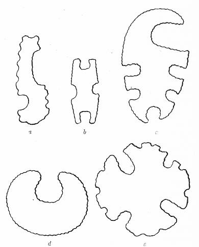 Fig. 40. Eccentrically shaped implements found at summit of
    mound.