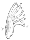 Fig.&nbsp;14.—Stamens
of the Sweet-pea.
